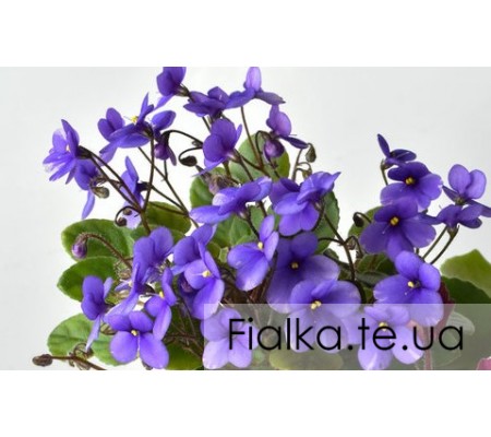 Pixie Blue 423
